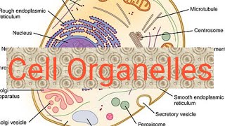 Cell organelle in urduhindi [upl. by Nira]