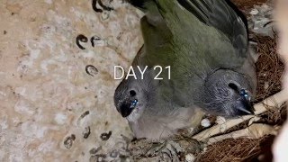 Lady gouldian finch babies day by day [upl. by Fraase191]