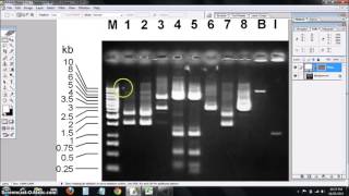 DNA ladder standard curve [upl. by Awad]