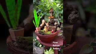 Ficus Retusa Bonsai – Masterpiece in Miniature [upl. by Atela]