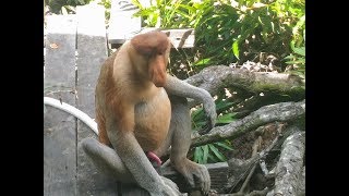 LABUK BAY PROBOSCIS MONKEY SANCTUARY  Borneo Sabah Malaysia [upl. by Angi735]