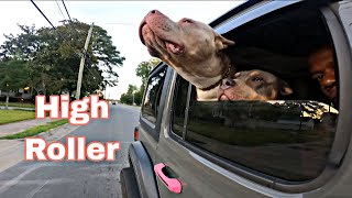 This Is How We Ride American Bully Style puppy xlamericanbully americanbully dog vlog vlogger [upl. by Niarda]