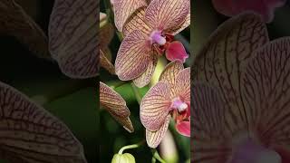 orchids flowers plants nature garden orchidworld orchidbeauty flowershow [upl. by Ydnec686]