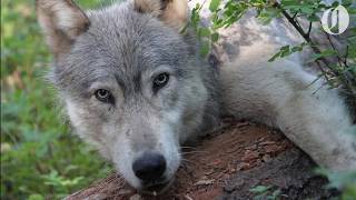 After working hard to save wolves in Oregon officials now are killing them [upl. by Xanthus349]