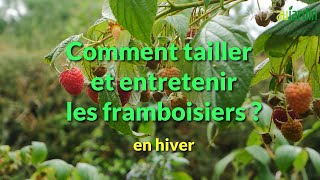 Comment TAILLER et ENTRETENIR les FRAMBOISIERS  🍓 [upl. by Russ379]