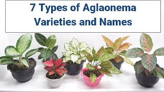 7 Types of Aglaonema Varieties and Names  Care Tips [upl. by Niamjneb]