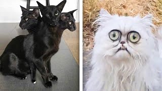 15 Abnormal and Strange Cats That Actually Exist [upl. by Atneuqal665]