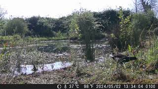 A pair of Moorhens preparing for the nest in the large rush to the right behind them [upl. by Kcoj385]