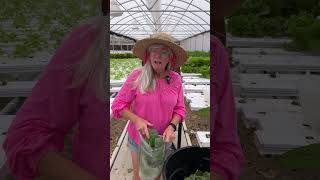 FASTEST Kohlrabi Harvest Ever 8 Weeks Only [upl. by Landis]