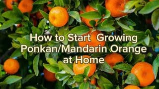 How to start Growing PonkanMandarin Orange at homegardenplants [upl. by Saunder]