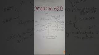 Calvin cycle C3 cycle most important topics neetyoutubeshorts [upl. by Rosita674]