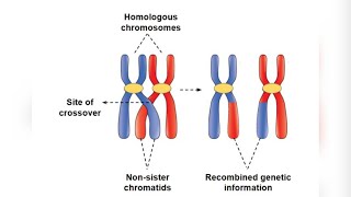 sister chromatids amp Homologous chromosome by Ankita maam [upl. by Caylor199]