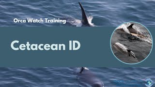 Orca Watch 2022  Cetacean ID [upl. by Nivanod]