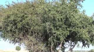 Марокко Как делают аргановое масло или масло арганы ARGAN OIL MOROCCO [upl. by Downs]