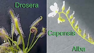 Drosera Capensis Alba TimeLapse [upl. by Melise]