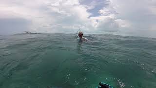 spearfishing bimini bahamas [upl. by Hnaht152]