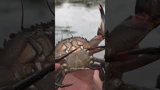 Un crabe très agressif 🦀🥵 [upl. by Haret382]