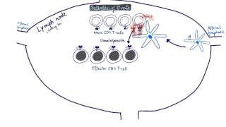 Brandls Basics Adaptive immune response to bacteria [upl. by Acira]