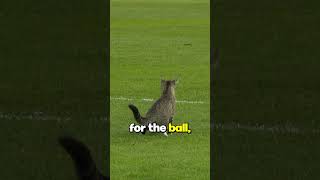 Cat attends a football match [upl. by Hteb]