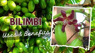 Bilimbi fruit tree  Averrhoa bilimbi  Benefits and Uses  Irumpanpulli [upl. by Cheatham]