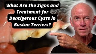 What Are the Signs and Treatment for Dentigerous Cysts in Boston Terriers [upl. by Nnahgiel]