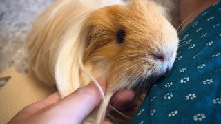 quotMax come to mequot Purring Guinea Pig [upl. by Kriss383]