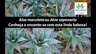 ALOE SAPONARIA ALOE MACULATA uso caseiro como sabão e xampu [upl. by Ziguard]