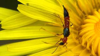 Uferkurzflügler Paederus litoralis [upl. by Agee]