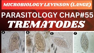 Trematodes Flukes Parasitology Microbiology complete lecture mbbs microbiology [upl. by Wally605]