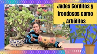 Cómo hacer que crezca engorde y podar adecuadamente tu árbol de jade para que parezca arbolito [upl. by Idner]