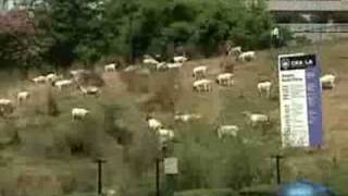 Goats are Los Angeles latest lawnmowers [upl. by Nyad]