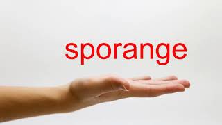 How to Pronounce sporange  American English [upl. by Vargas]