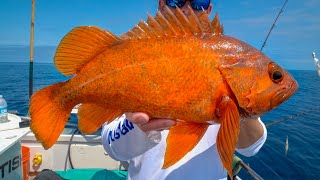 DEEP Sea California Rockfish Catch Clean Cook [upl. by Yenor]