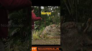 giant toad attack movieclips shortvideo [upl. by Nnylacissej]