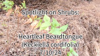 Spotlight on Shrubs Heartleaf Beardtongue Keckiella cordifolia 71024 San Diego Ca [upl. by Jamieson]