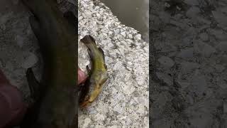 Nice bullheads caught like 10 [upl. by Darwen]