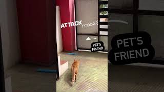 cats pets attack [upl. by Burris981]