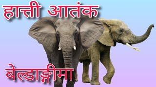 बेल्डाङ्गीमा हात्तीको आतंक Elephants threatened in beldangi jhapa nepal damak jhapa [upl. by Ained]