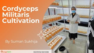 How to Cultivate Cordyceps Militaris Keedajadi By Suman Sukhija [upl. by Malchy]