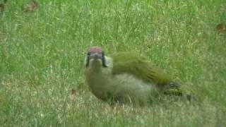 Yaffle Green Woodpecker [upl. by Kerin]