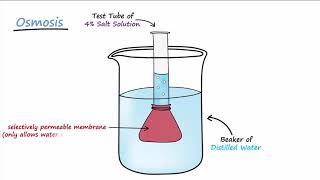 Diffusion amp Osmosis [upl. by Karolina]