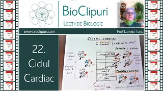 22 Ciclul cardiac Corint [upl. by Nylram]