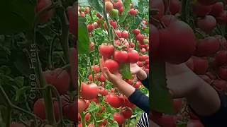 How to Grow Tomatoes at Home Using Plastic Gallons 🍅 plants shorts farming [upl. by Aztin]