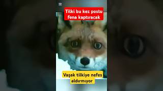 Nefes kesen Vaşak amp Tilki kovalamacası Bu kez tilkinin başı belada [upl. by Oinotnas524]