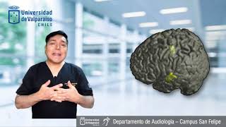 Capsula Potenciales Evocados Auditivos de Tronco Cerebral PEATC BERA o ABR [upl. by Averat]