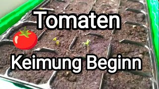 Tomaten 🍅 Keimung Beginn [upl. by Cia]