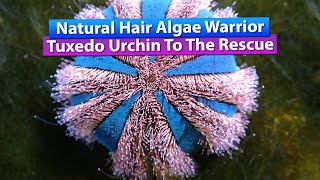 Hair Algae Removal  Natural Eater  Saltwater Reef tank [upl. by Eissirk464]