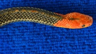 Deadly Venomous Red Headed Krait  Bungarus flaviceps  Video 1 [upl. by Eissak996]