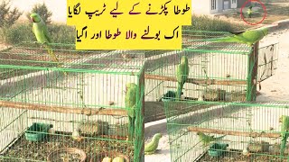 Ringneck parrot was trapped parrot ek or parrot ko sath la aya  wo b Bolnay Wala parrotBirds [upl. by Adnal]