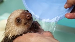 How a Sloth Gets a Bath [upl. by Introc253]